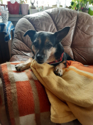 My dog Pola