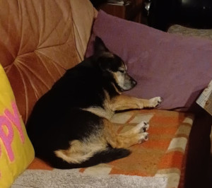 My dog Pola