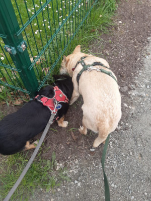 My dog Pola with Kalle, my sister's dog