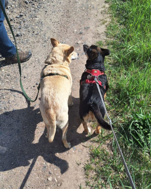 My dog Pola with Kalle, my sister's dog