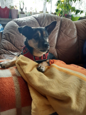 My dog Pola